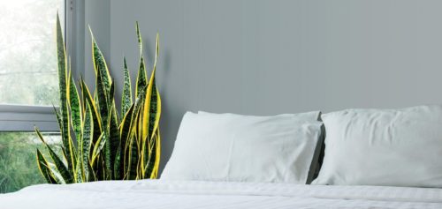 Plants to help you sleep at night
