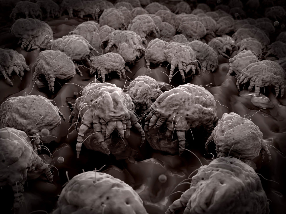 The Battle Against Bed Bugs and House Dust Mites: How a Mattress Protector Can Save the Day